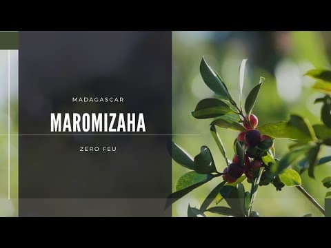 Maromizaha zero feu